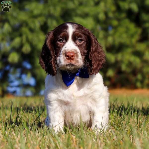 Ronnie, English Springer Spaniel Puppy